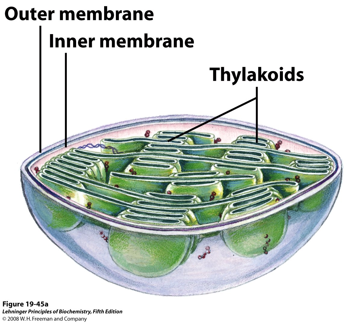 Figura Tilacóide Lehninger