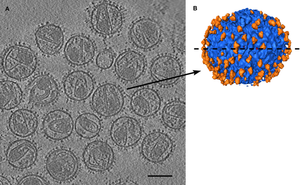 HIV spikes. Stephen Fuller lab