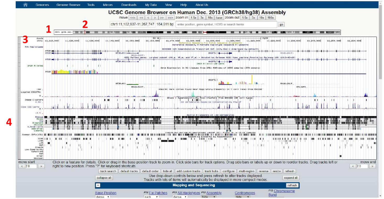 Genome Browser